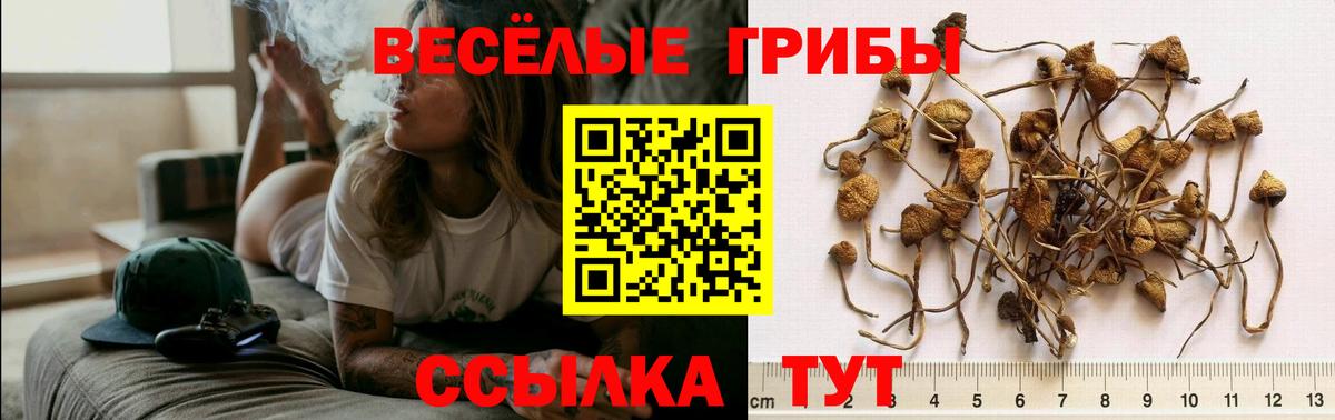 Псилоцибиновые грибы Psilocybe Вязники